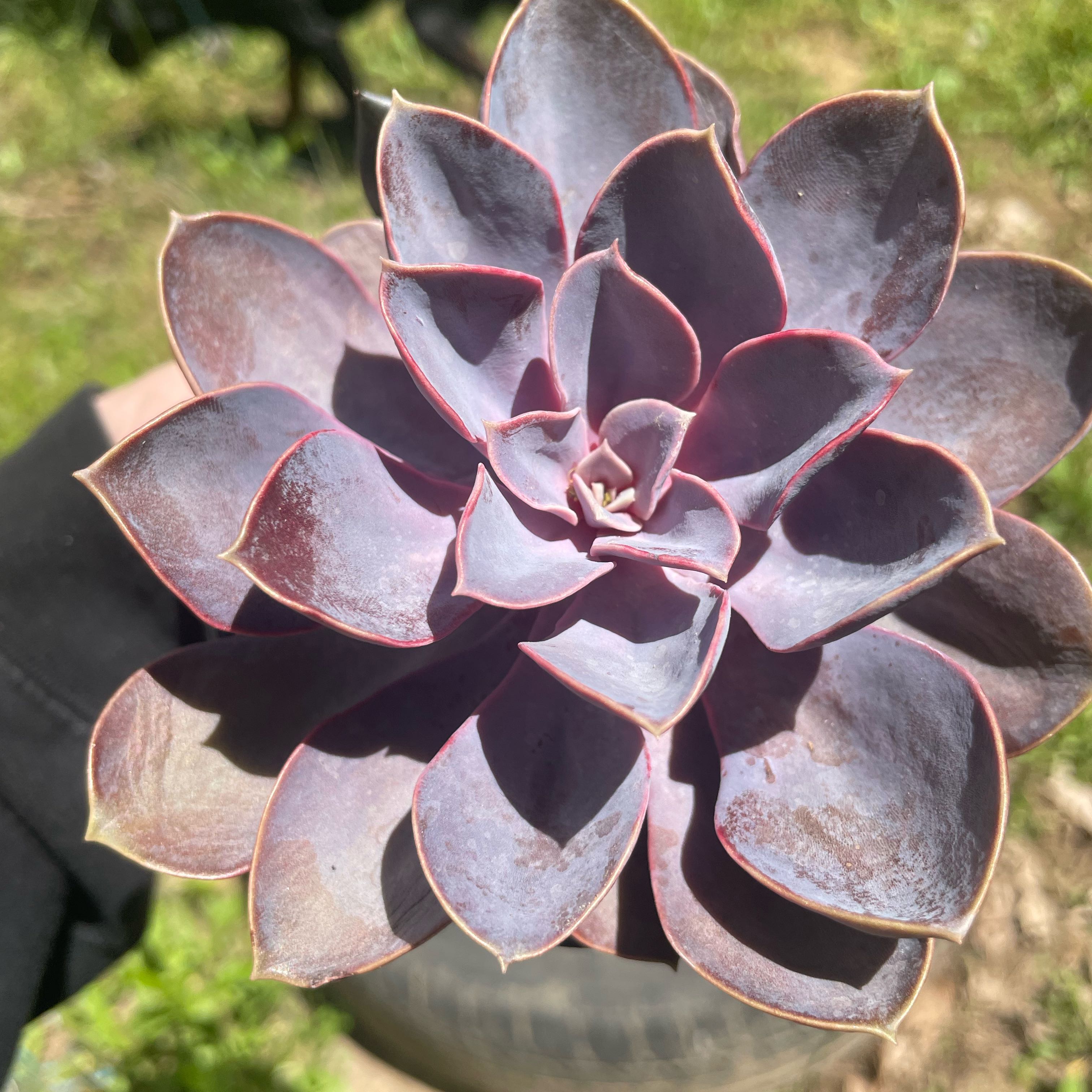 Photo of the plant species Echeveria Red Skye by @HipMayten75 named Dolores on Greg, the plant care app