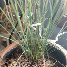 Photo of the plant species Hard Rush by @Bekind named Rainier on Greg, the plant care app