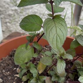 Photo of the plant species Peppermint by @Bekind named Sahara on Greg, the plant care app
