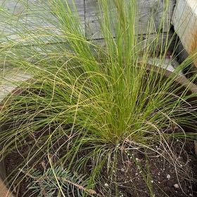 Photo of the plant species Crimson Fountaingrass by @Bekind named Tupot amaroot on Greg, the plant care app