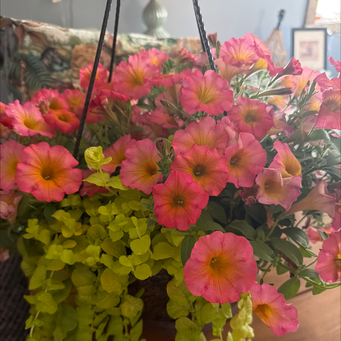 Photo of the plant species Petunia 'Flower Shower Mayan Sunset' by @Bekind named Marilyn on Greg, the plant care app