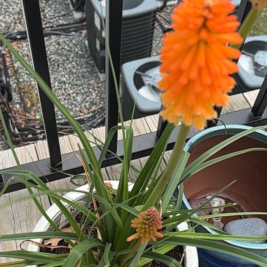 Photo of the plant species Red Hot Poker by @WiseRedvein84 named Harry on Greg, the plant care app