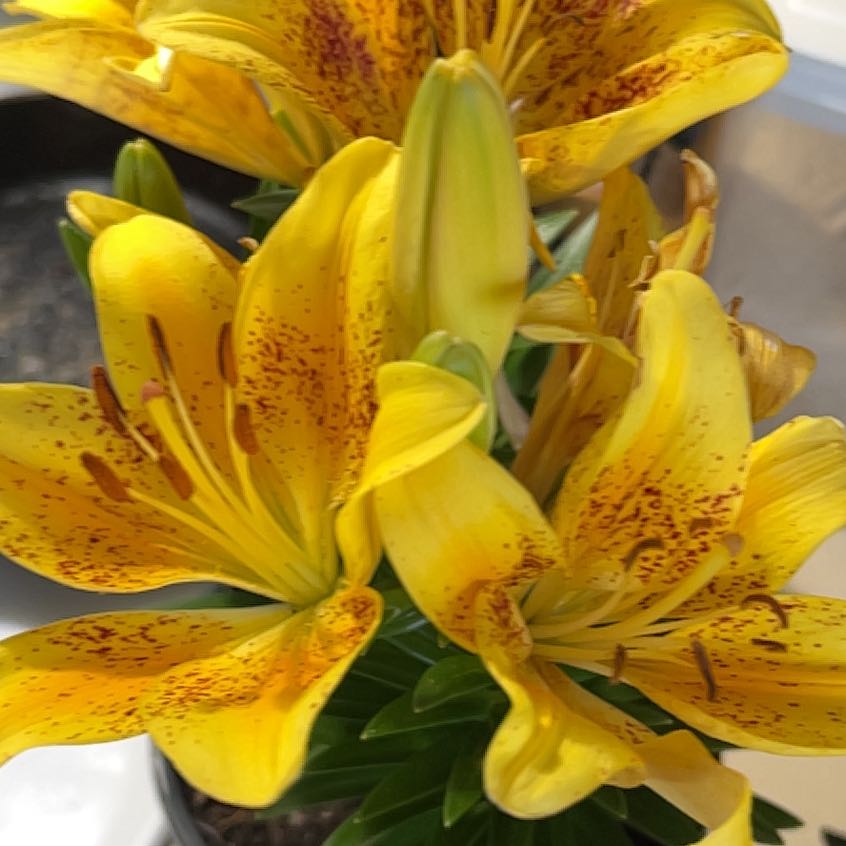 Photo of the plant species Asiatic Lily by @CunningAlmond40 named Zion on Greg, the plant care app