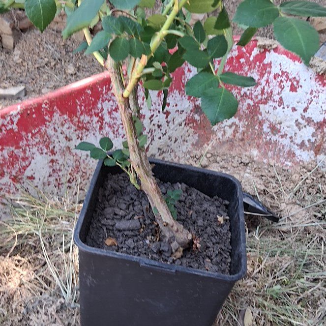 Photo of the plant species Rose Shrub by @YesEspostoa25 named Athena on Greg, the plant care app