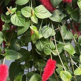 Photo of the plant species Chenille Plant by @BeamingPeyote96 named Pax on Greg, the plant care app