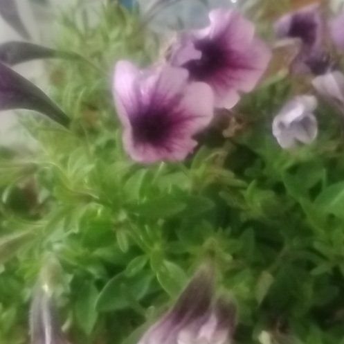 Photo of the plant species Petunia 'Littletunia Pink Splash' by @HighGuepinia63 named Corel on Greg, the plant care app