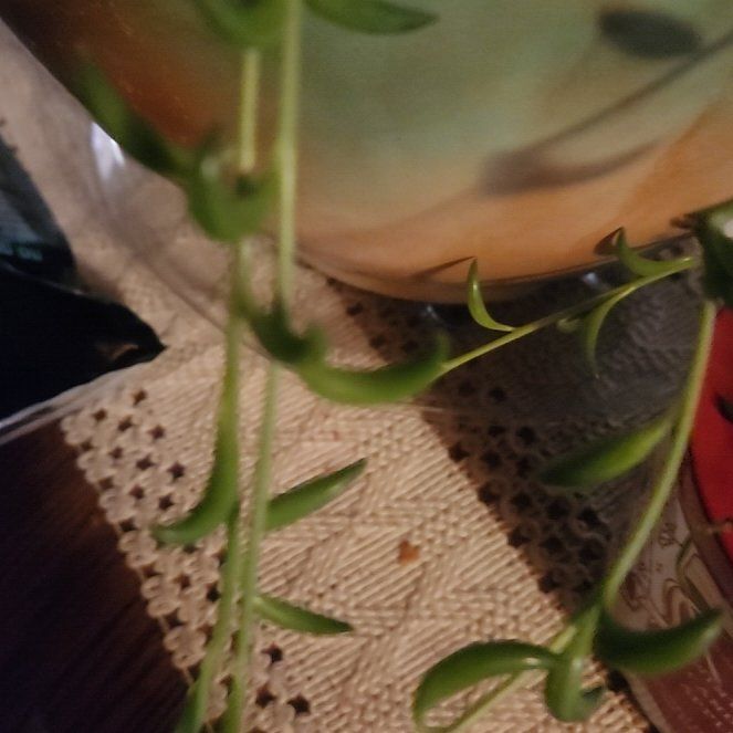Photo of the plant species Corkscrew Willow by @ResolvedMahoe20 named Duke on Greg, the plant care app