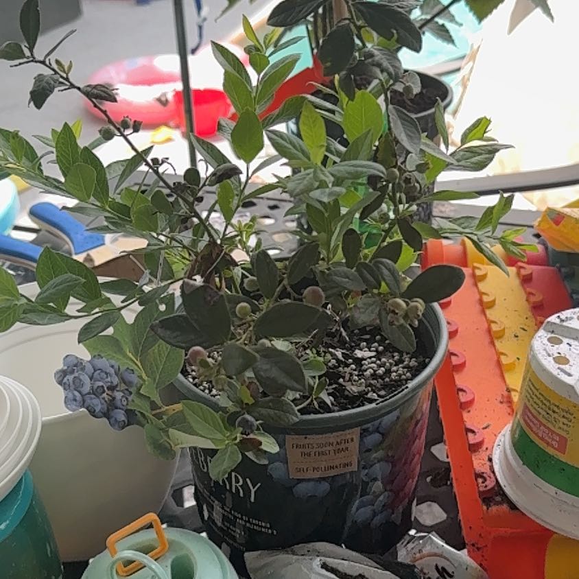 Photo of the plant species Blueberry by @FreeShallot2 named Dax on Greg, the plant care app