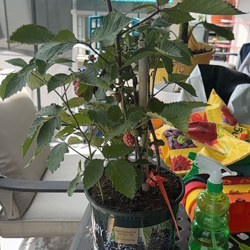 Photo of the plant species Blackberry by @FreeShallot2 named Gomez on Greg, the plant care app