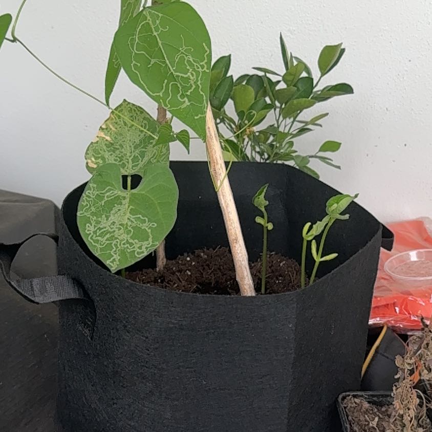 Photo of the plant species Blue Lake Pole Bean by @FreeShallot2 named Prince on Greg, the plant care app