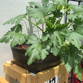Photo of the plant species Blackjack Zucchini by @FreeShallot2 named Leonardo on Greg, the plant care app