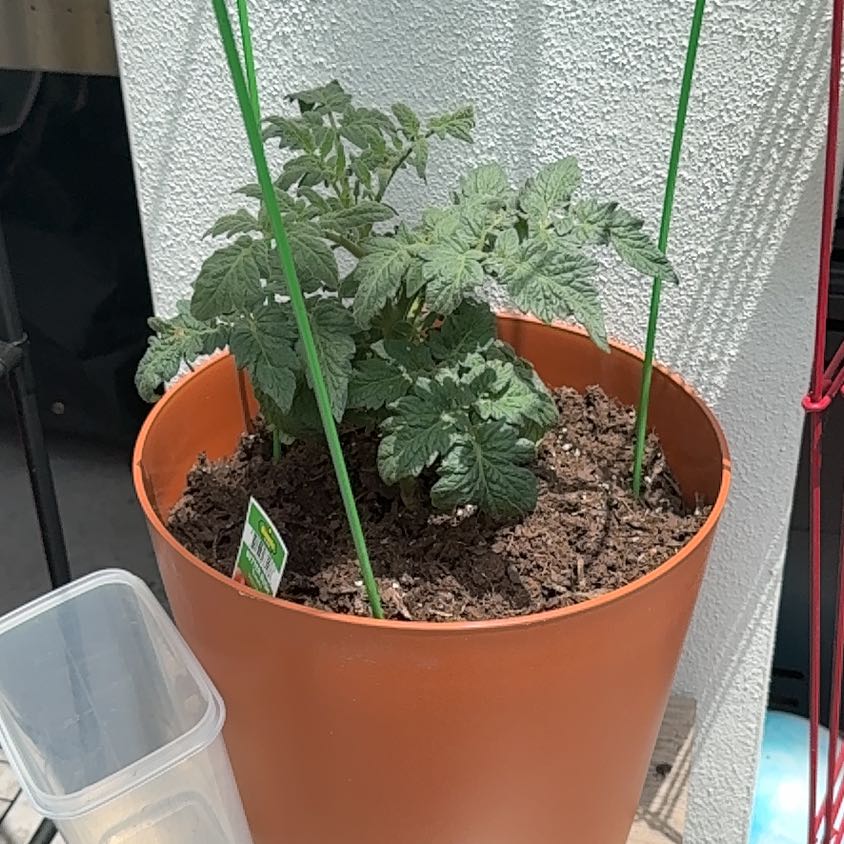 Photo of the plant species Tomato 'Better Bush' by @FreeShallot2 named Willow on Greg, the plant care app