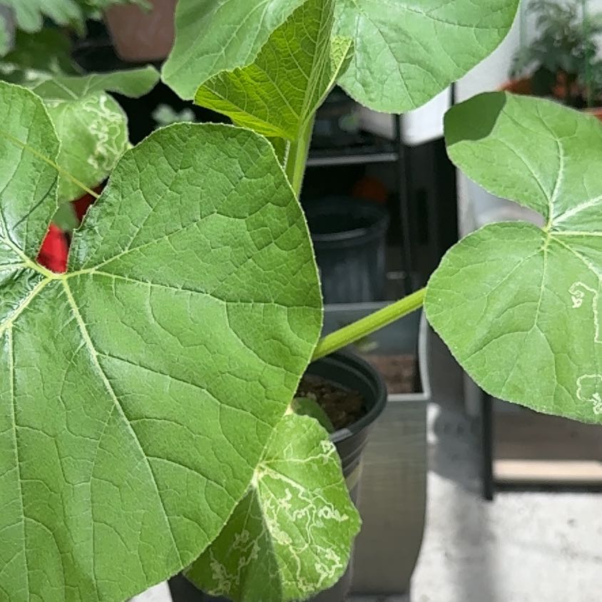 Photo of the plant species Squash by @FreeShallot2 named Aristotle on Greg, the plant care app