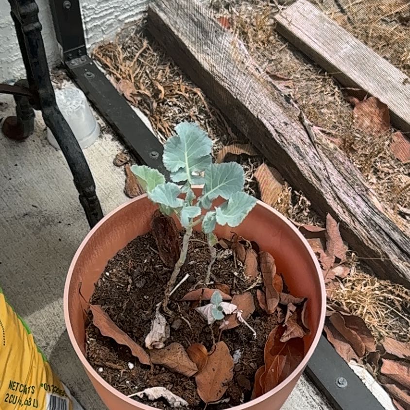 Photo of the plant species Broccoli by @FreeShallot2 named Austen on Greg, the plant care app