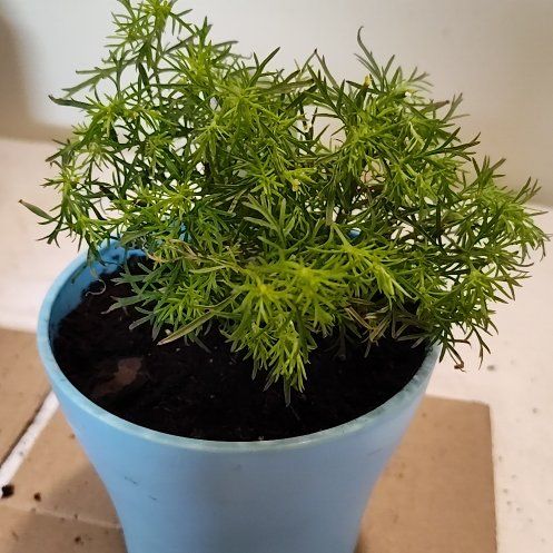 Photo of the plant species Tagetes 'Dropshot' by @ChaosCatOli13 named Luke on Greg, the plant care app