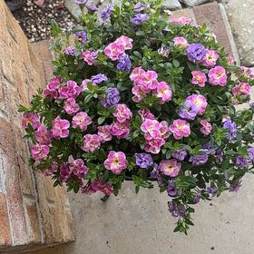 Photo of the plant species Calibrachoa Noa® by @PlenteousTipa73 named Scarlett on Greg, the plant care app