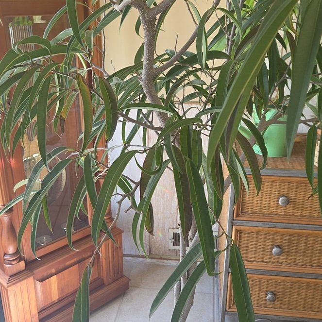 Photo of the plant species Oleander by @SmileyPuriri59 named Bieber on Greg, the plant care app