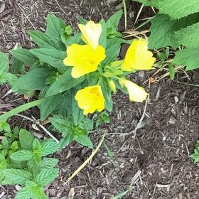 Photo of the plant species Sundrops by @SlickCorn39 named Clooney on Greg, the plant care app