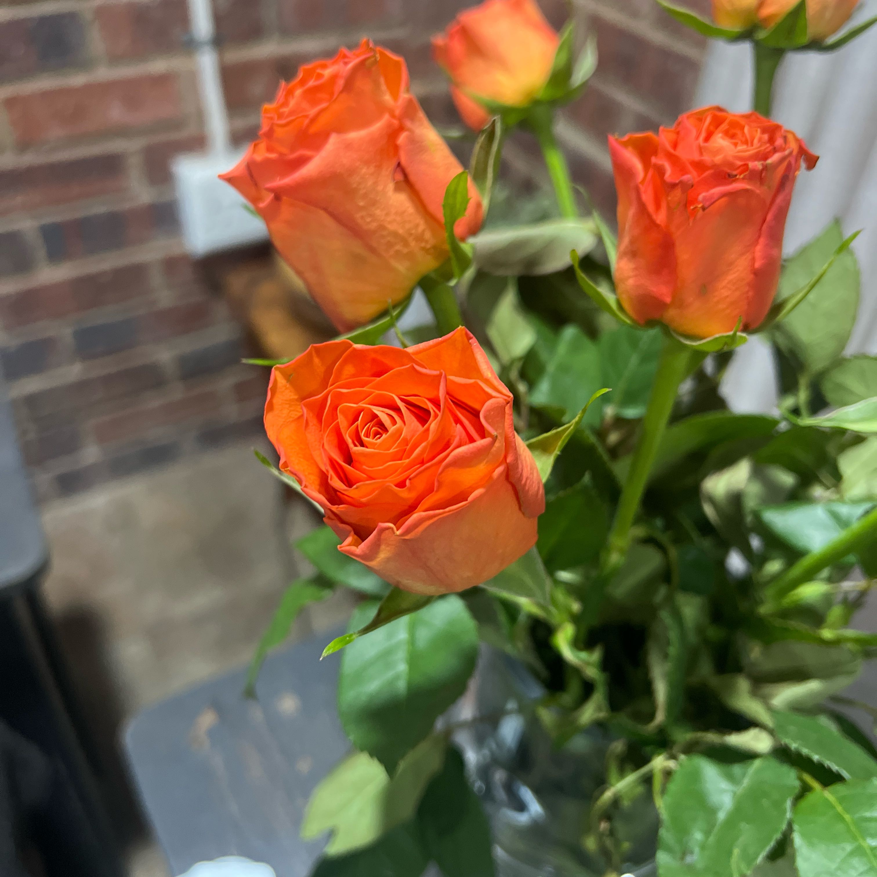 Photo of the plant species Hybrid Tea Rose by @NeatAnise44 named Gobi on Greg, the plant care app