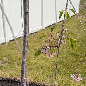 Photo of the plant species Japanese Flowering Cherry by @UpfrontBlueweed named Gobi on Greg, the plant care app