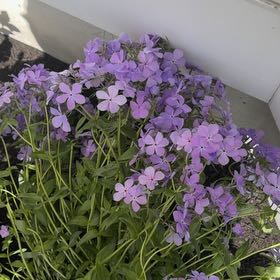 Photo of the plant species Wild Blue Phlox by @UpfrontBlueweed named Aria on Greg, the plant care app