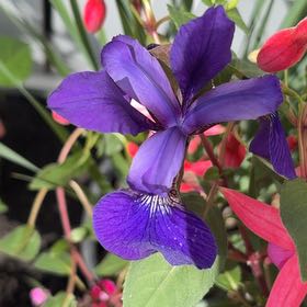 Photo of the plant species Blue Flag by @UpfrontBlueweed named Fernie Saunders on Greg, the plant care app