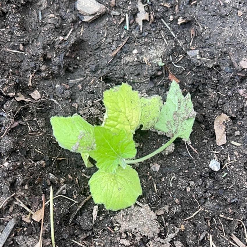 Photo of the plant species Grey Zucchini by @TidyTamarack62 named Lola on Greg, the plant care app