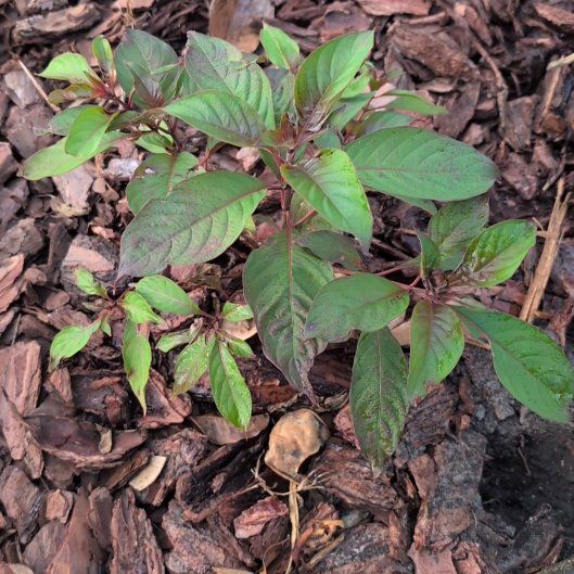 Photo of the plant species Scarlet Bush by @UberLantana73 named Beckham on Greg, the plant care app