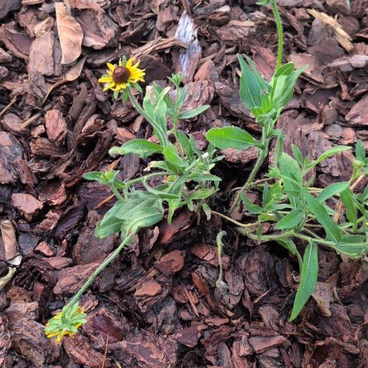 Photo of the plant species Blackeyed Susan by @UberLantana73 named Dax on Greg, the plant care app