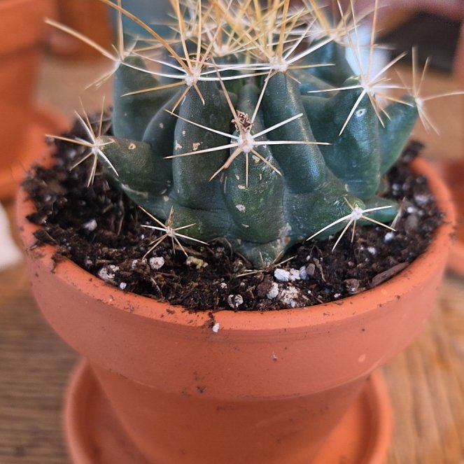 Photo of the plant species Texas Barrel Cactus by @AffluentAnthora named Grub on Greg, the plant care app