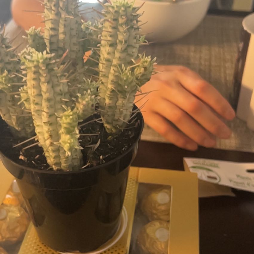 Photo of the plant species Variegated Corn Cob Cactus by @ChirpyPinoak named Winston on Greg, the plant care app