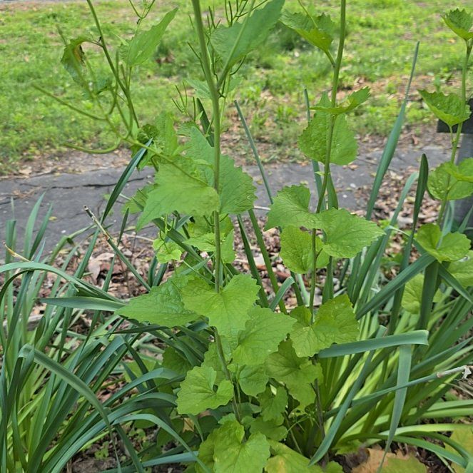 Photo of the plant species Garlic Mustard by @Hamburglar named Oscar on Greg, the plant care app