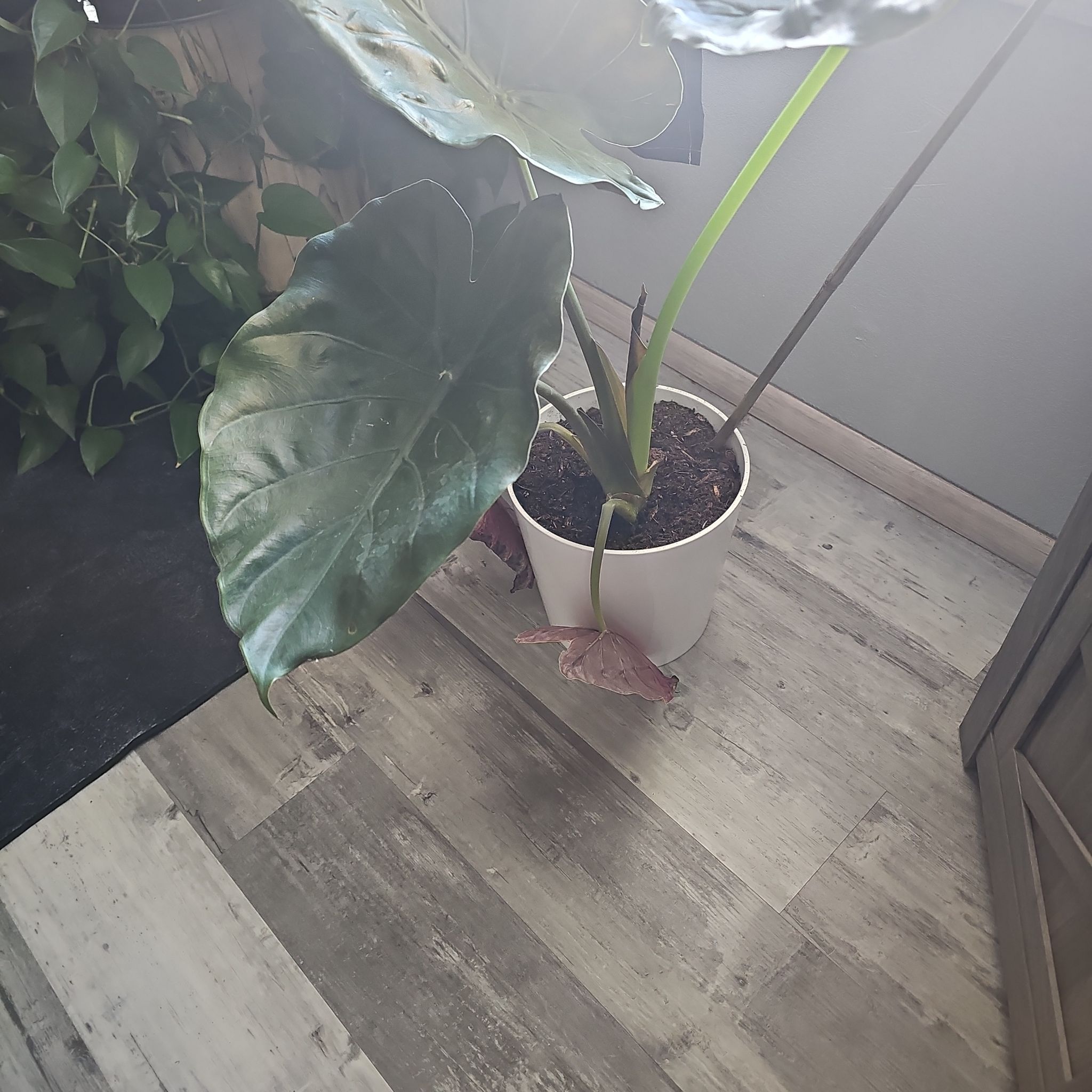 Photo of the plant species Elephant Ear by @FitSalad38 named Aria on Greg, the plant care app