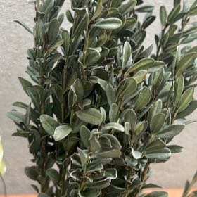 Photo of the plant species Sky Pencil Japanese Holly by @PetitePecan42 named Messi on Greg, the plant care app