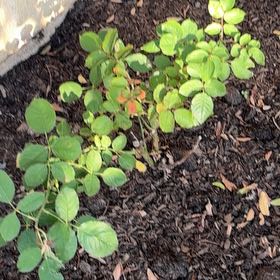 Photo of the plant species Oregon Ash by @WinBorage14 named Zeus on Greg, the plant care app