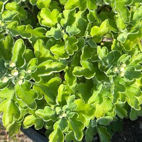 Photo of the plant species beach cabbage by @WinBorage14 named Sproutacus on Greg, the plant care app