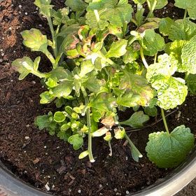 Photo of the plant species Common Beet by @WinBorage14 named Coco on Greg, the plant care app