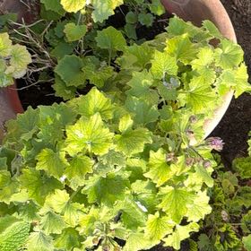 Photo of the plant species Hooded-Leaf Pelargonium by @WinBorage14 named Harper on Greg, the plant care app