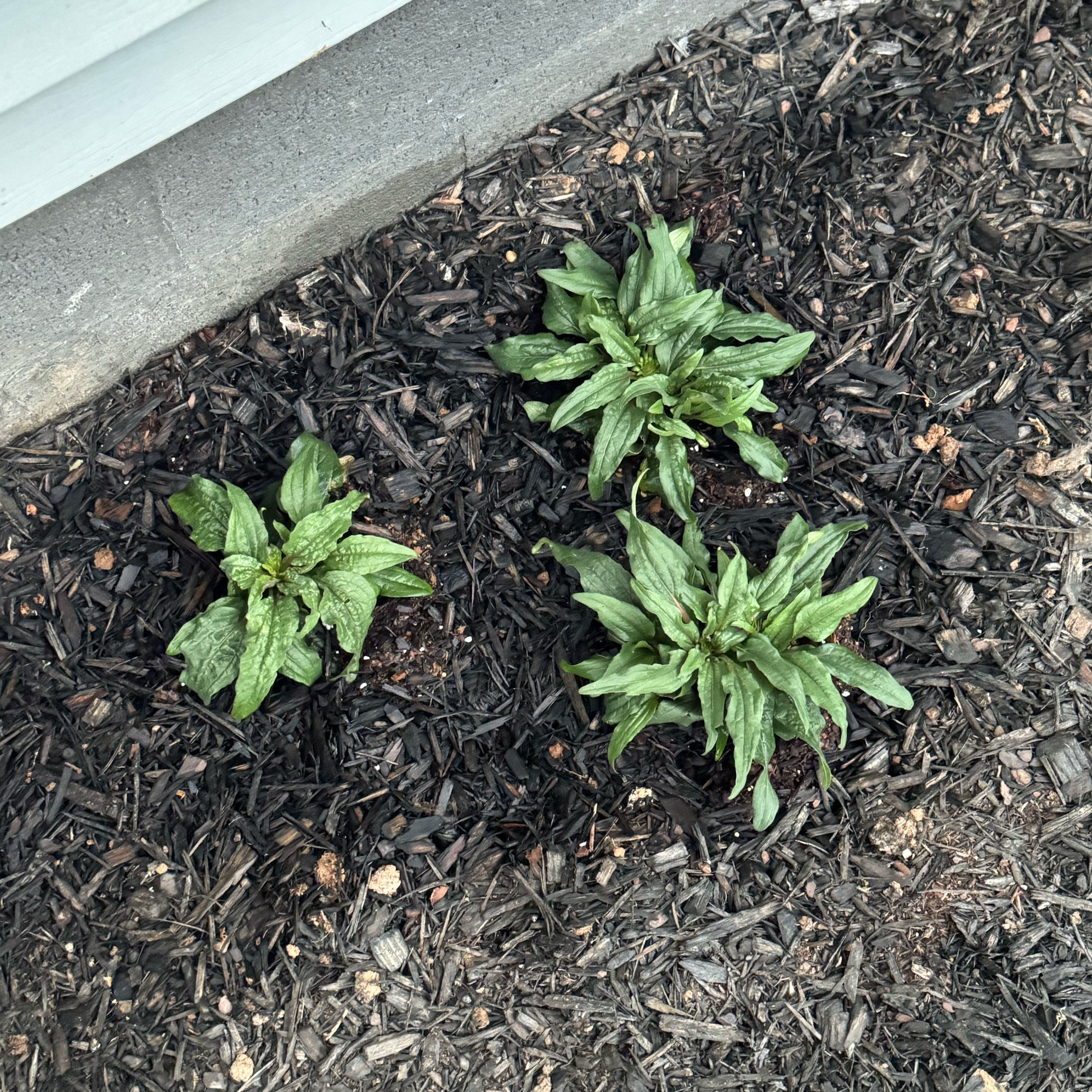 Photo of the plant species Coneflower by @ImportantMoss32 named Athena on Greg, the plant care app