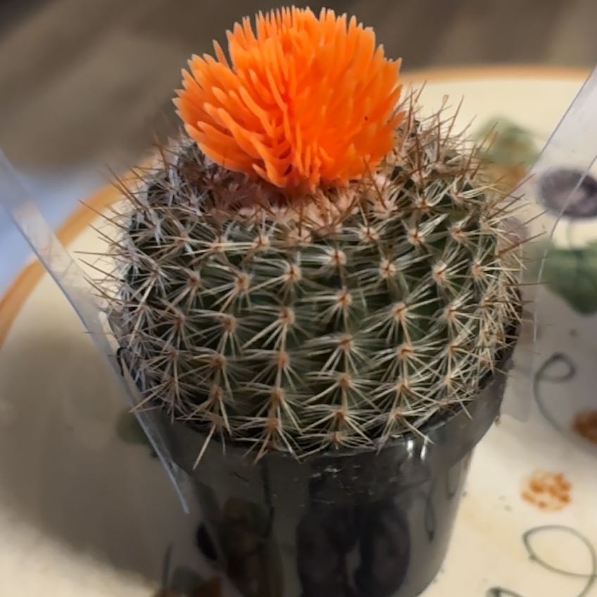 Photo of the plant species Scarlet Ball Cactus by @KookyFlatpea4 named Emerson on Greg, the plant care app