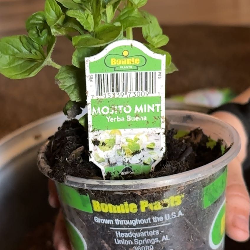 Photo of the plant species Mojito Mint by @KookyFlatpea4 named Morgan Treeman on Greg, the plant care app