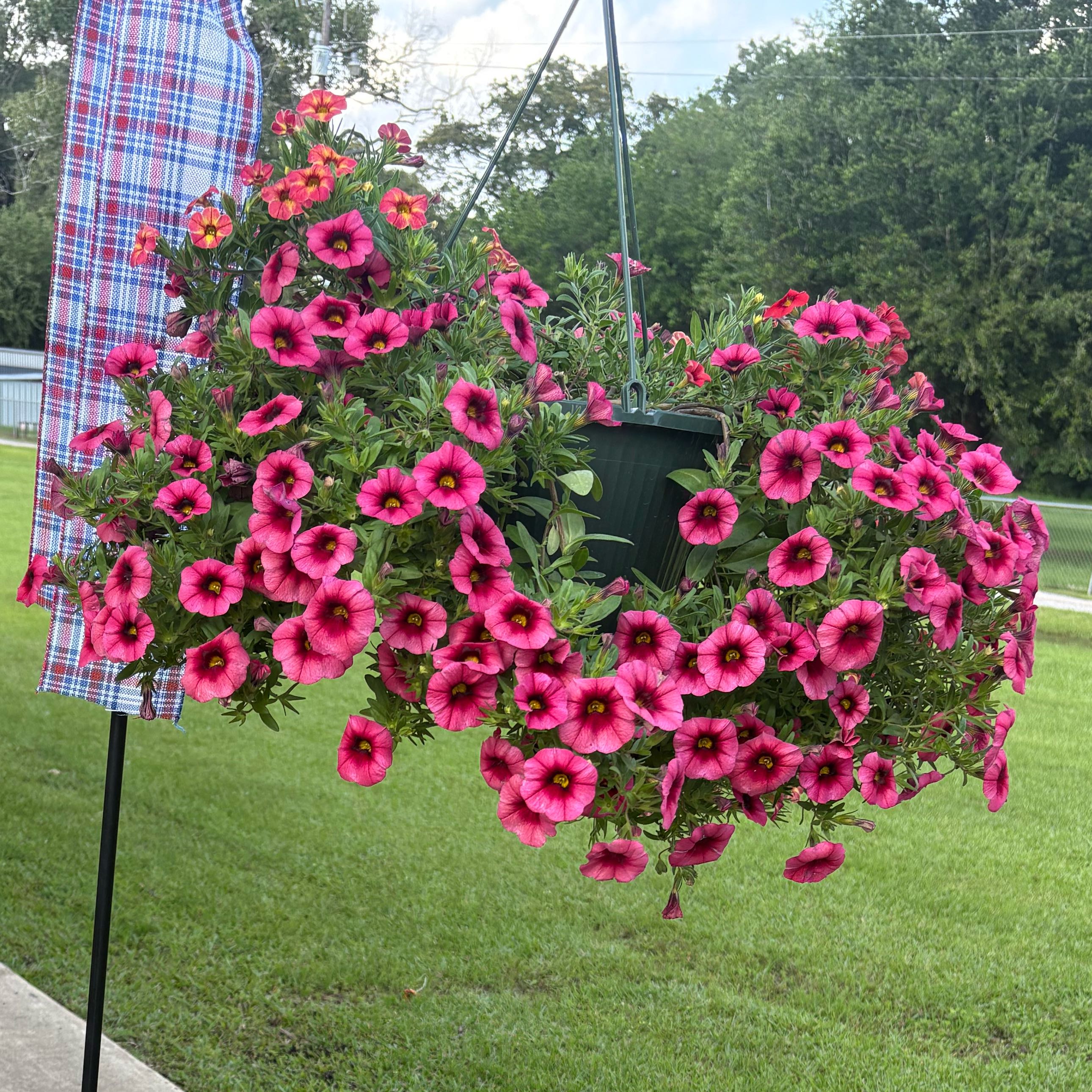 Photo of the plant species Calibrachoa 'Bloomtastic Chili Pepper' by @EmilyGrowsAlot named Diva on Greg, the plant care app