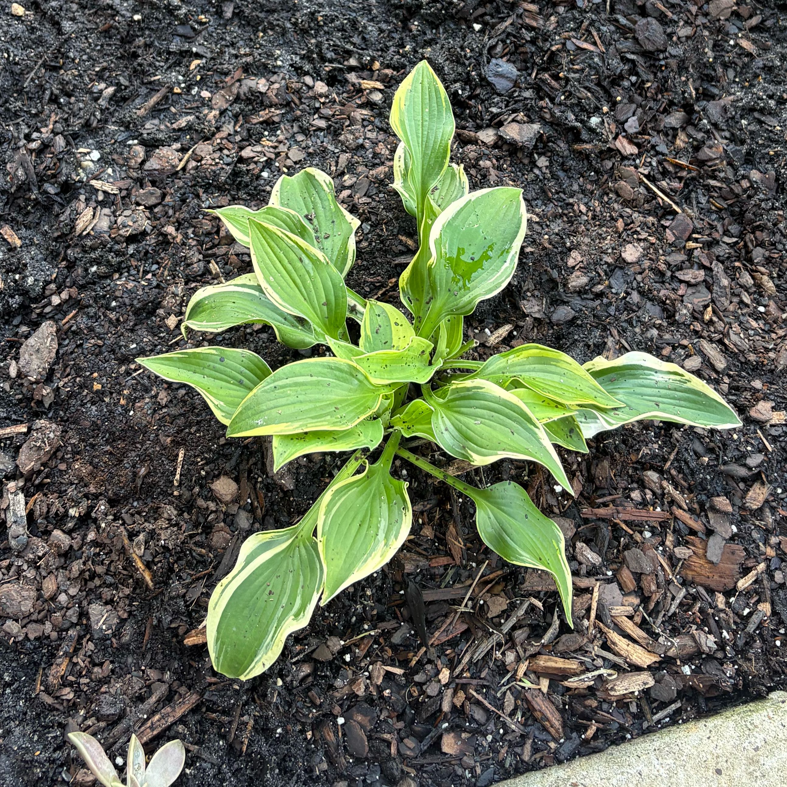 Photo of the plant species Hosta by @EmilyGrowsAlot named Jolene on Greg, the plant care app