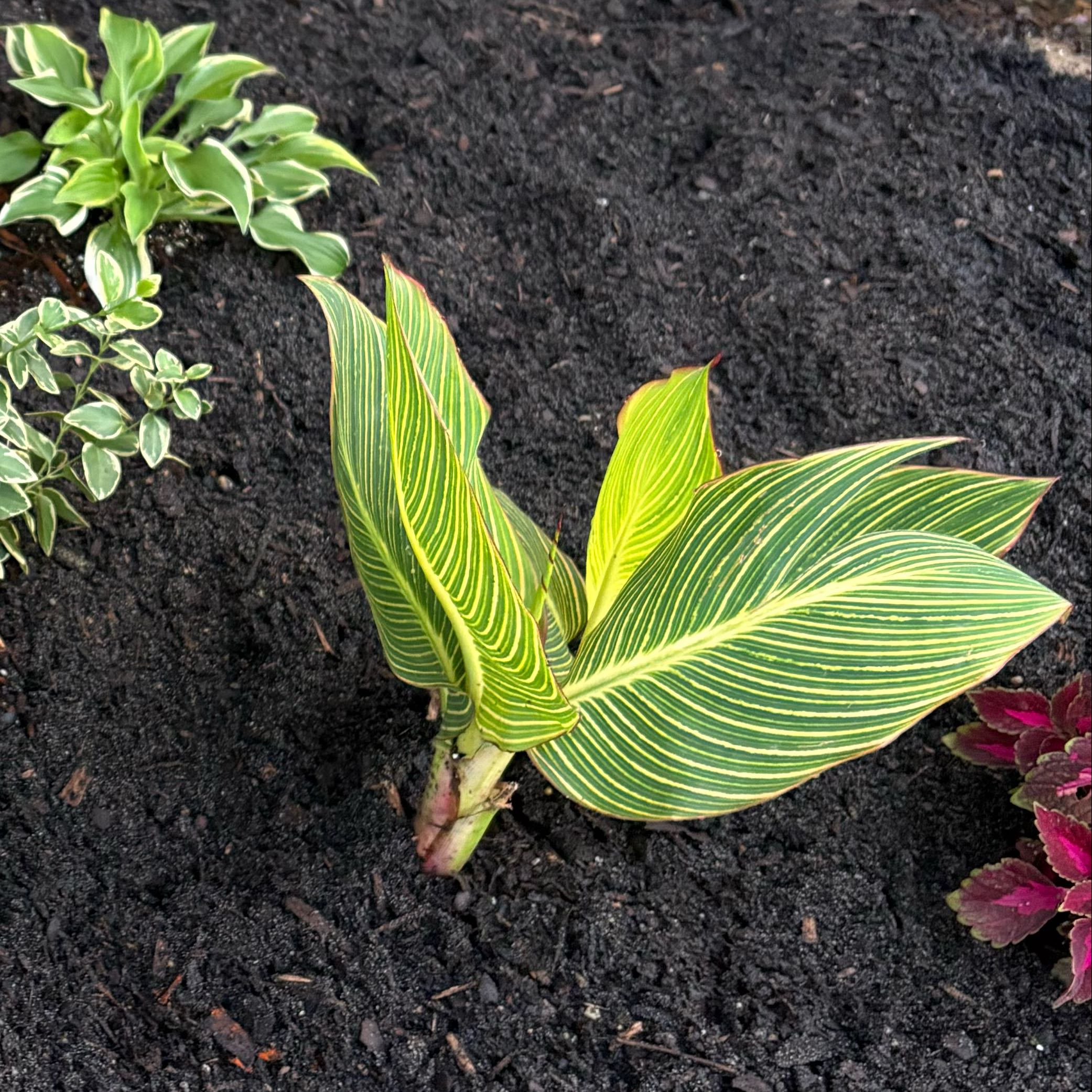 Photo of the plant species Bengal Tiger Canna Lily by @EmilyGrowsAlot named Joanna on Greg, the plant care app