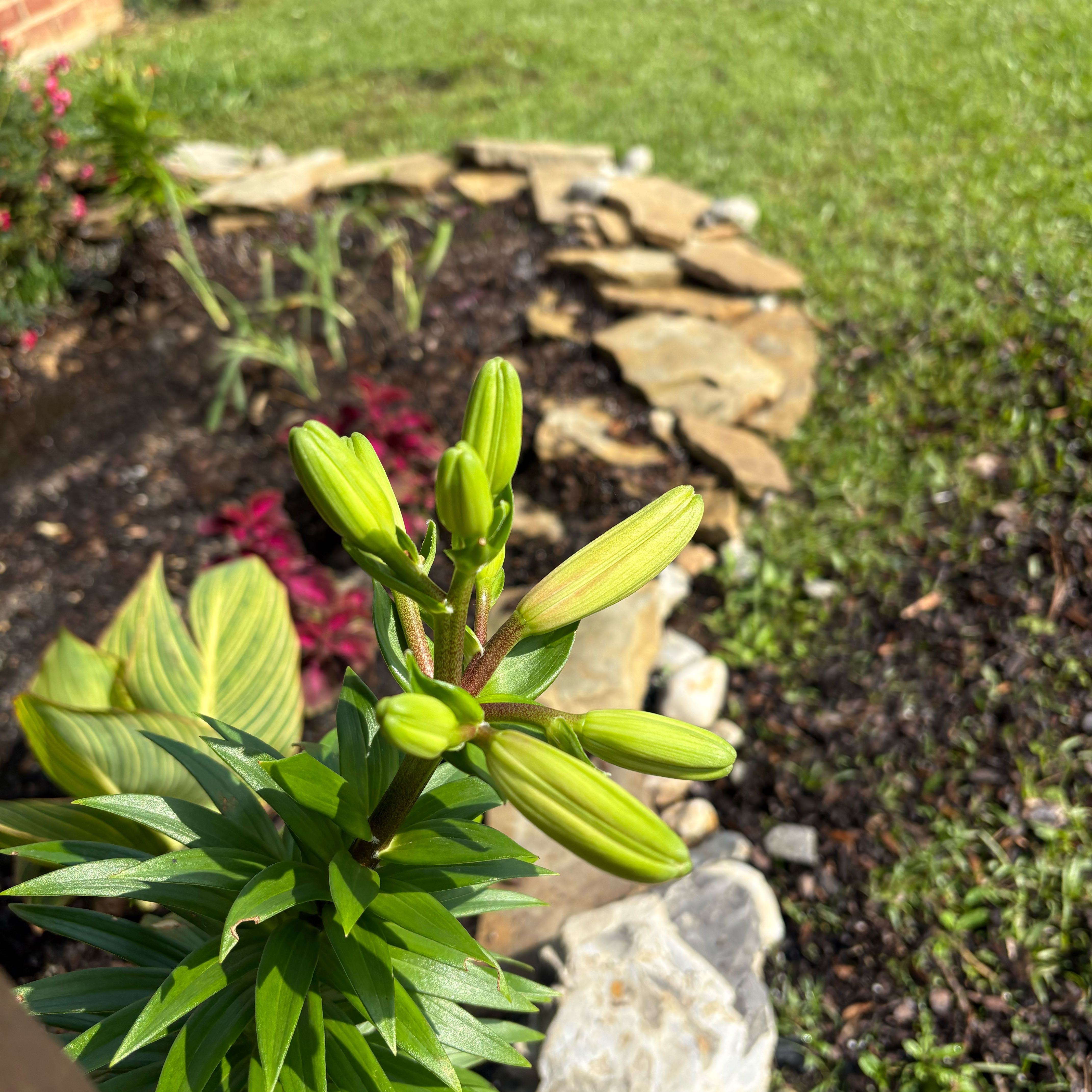 Photo of the plant species Asiatic Lily by @EmilyGrowsAlot named Lillian on Greg, the plant care app