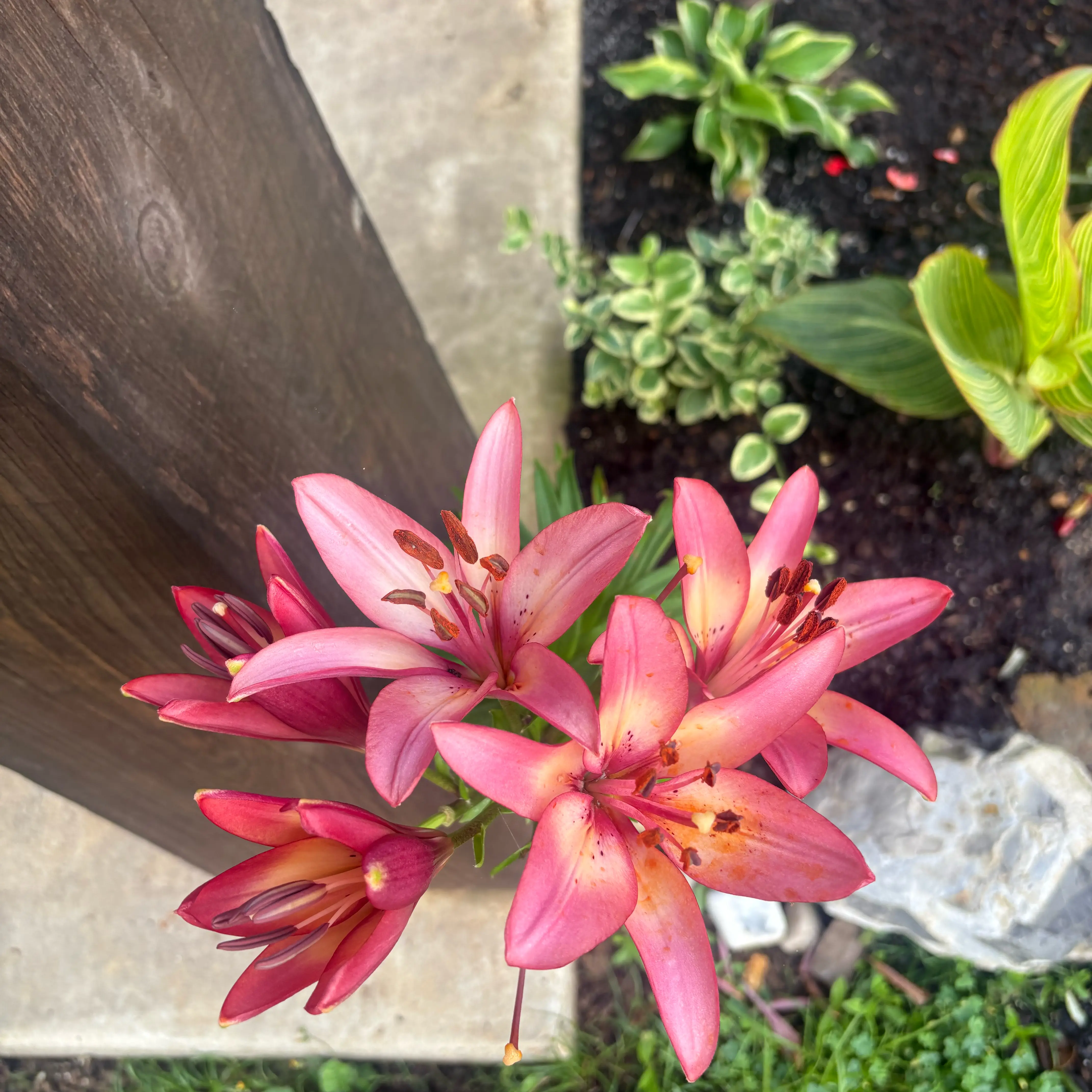 Photo of the plant species Asiatic Lily by @EmilyGrowsAlot named Lillian on Greg, the plant care app