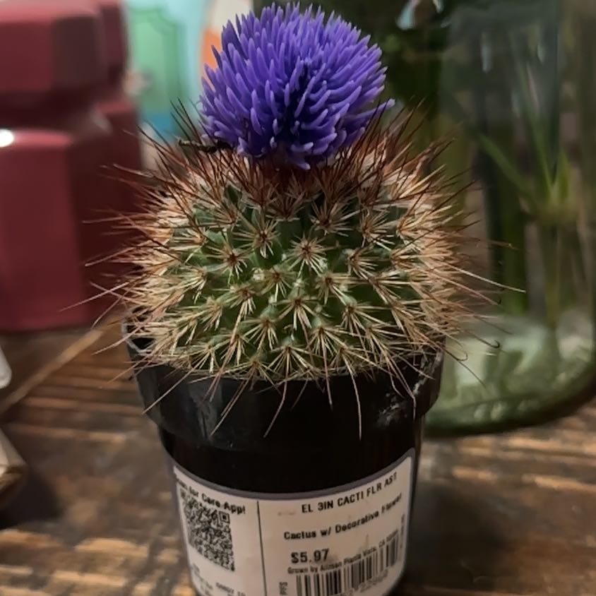 Photo of the plant species Cardoon by @TryGreenmound4 named Beckham on Greg, the plant care app