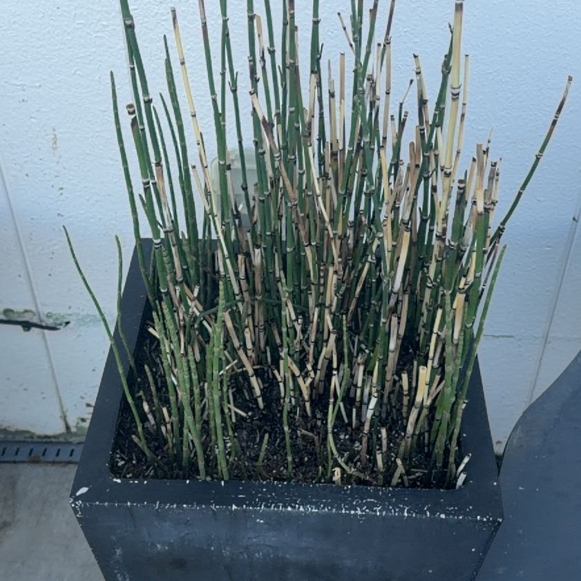 Photo of the plant species Common Scouring-Rush by @FamedBrushbox88 named Einstein on Greg, the plant care app