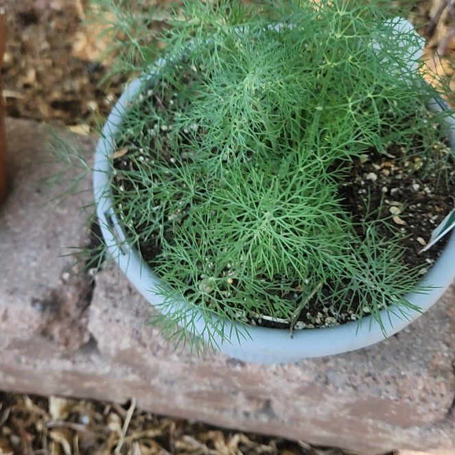 Photo of the plant species Dill by @PoetBromeliad73 named Emerson on Greg, the plant care app