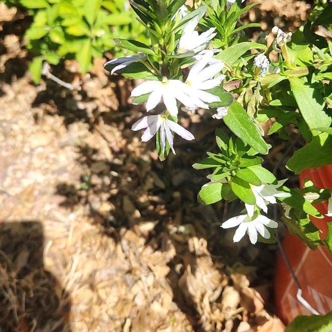 Photo of the plant species Angelonia by @PoetBromeliad73 named Eva on Greg, the plant care app